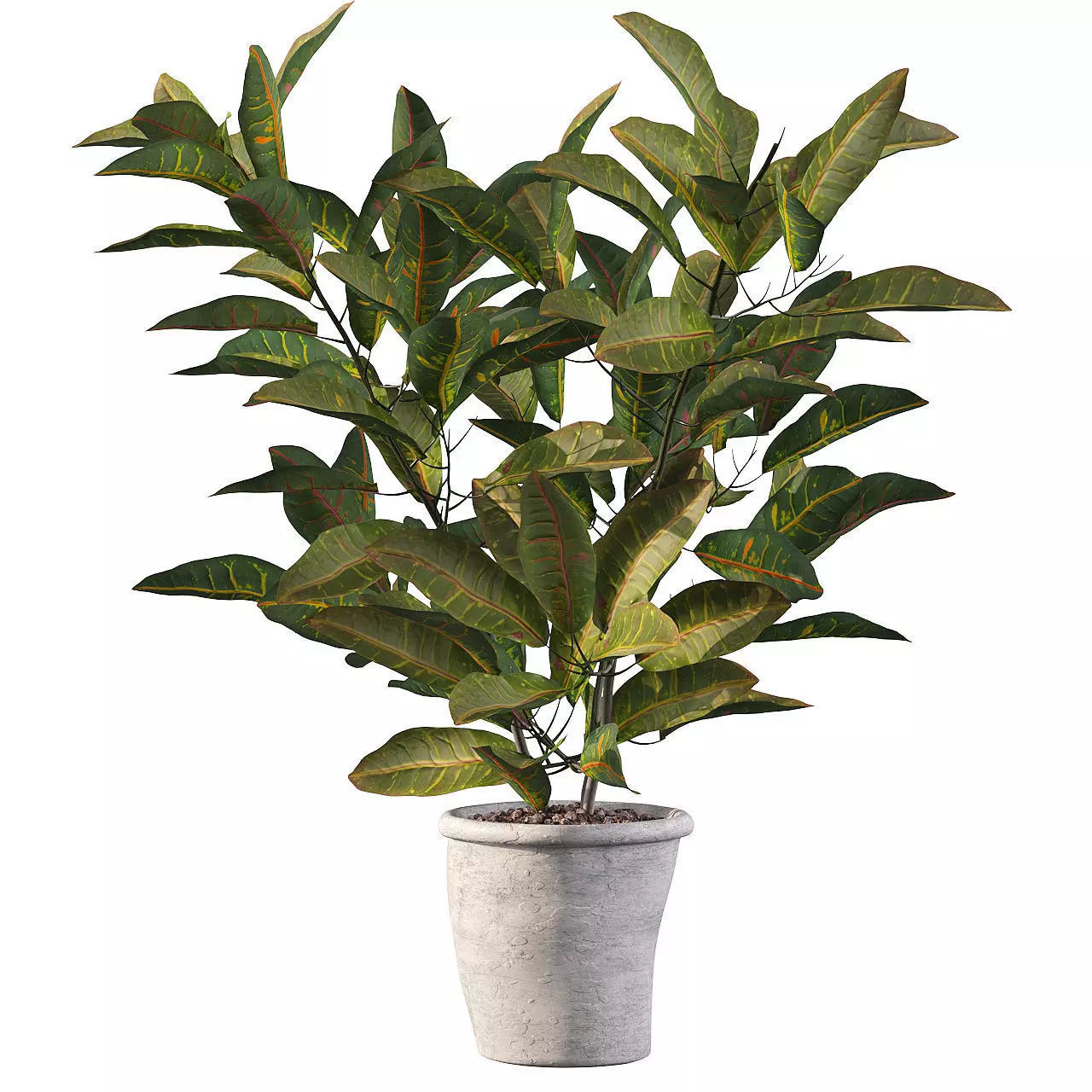 Croton in rustic pot 3D model