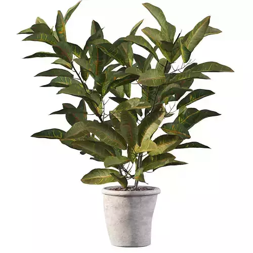 Croton in rustic pot