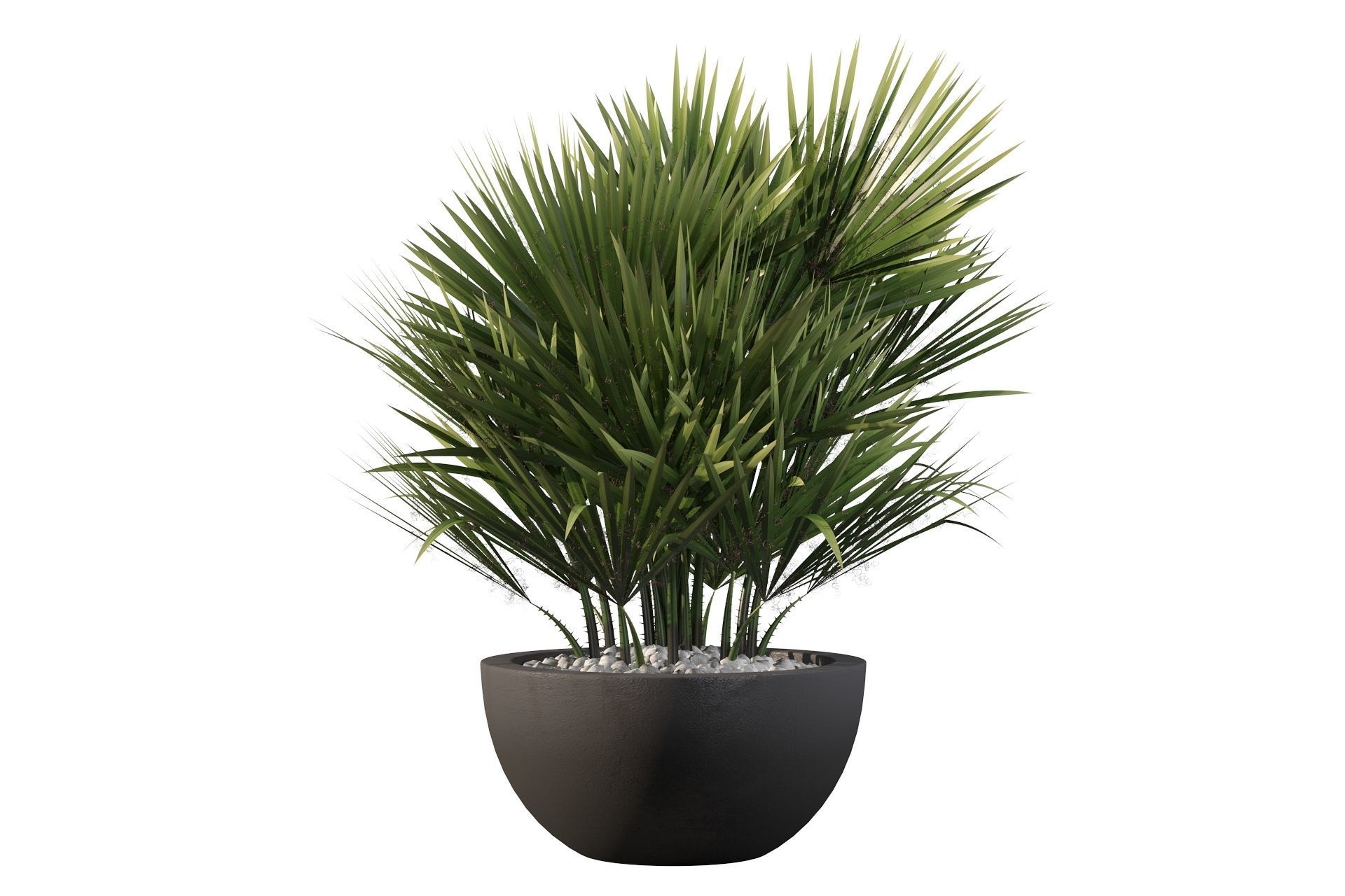 Chamaerops palm 3D model_33