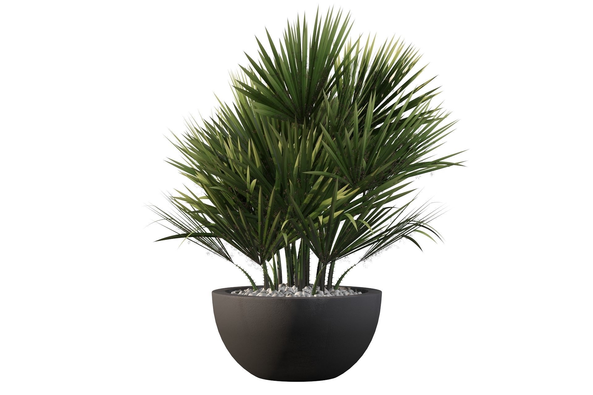 Chamaerops palm 3D model_45
