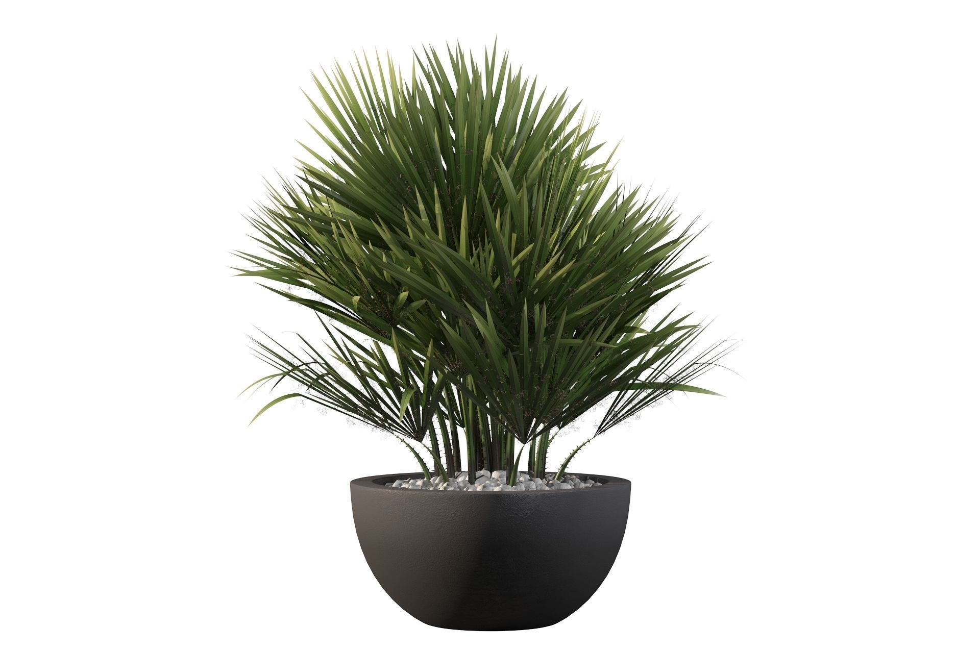 Chamaerops palm 3D model_22