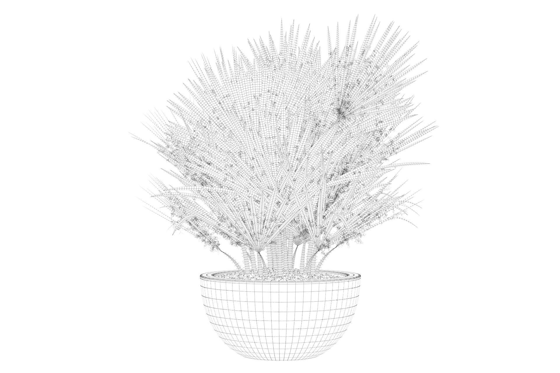 Chamaerops palm 3D model_21