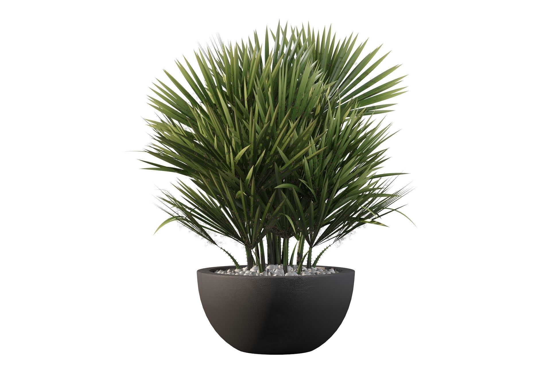 Chamaerops palm 3D model_23