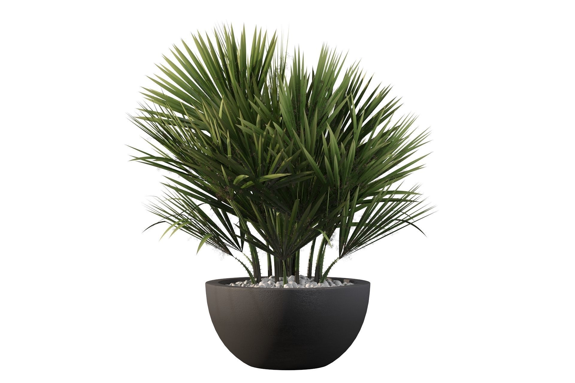 Chamaerops palm 3D model_14