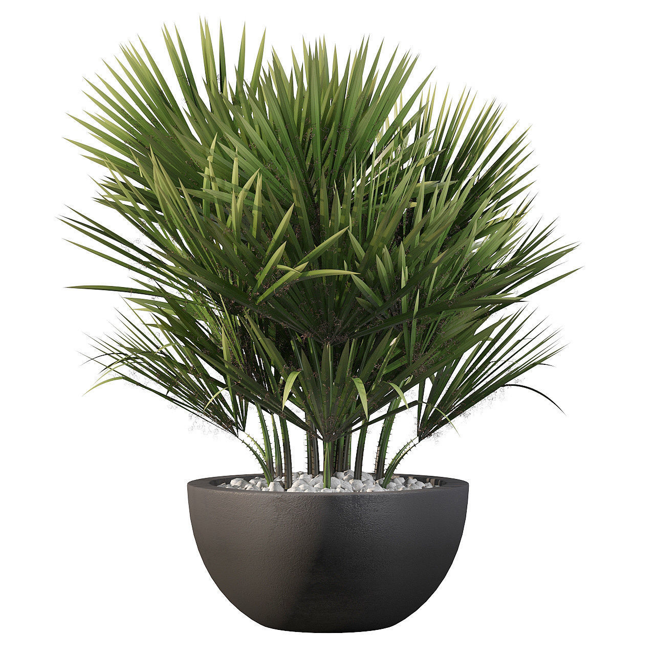 Chamaerops palm 3D model_6