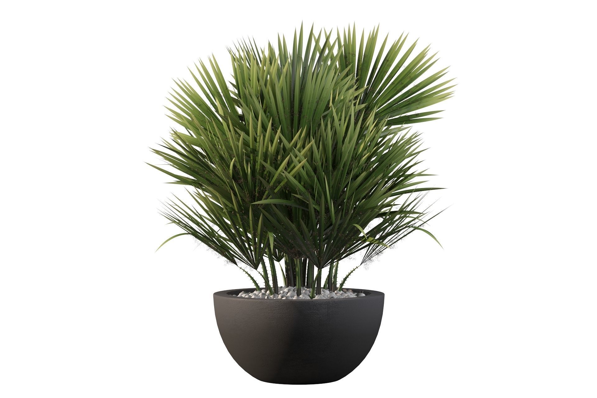 Chamaerops palm 3D model_31