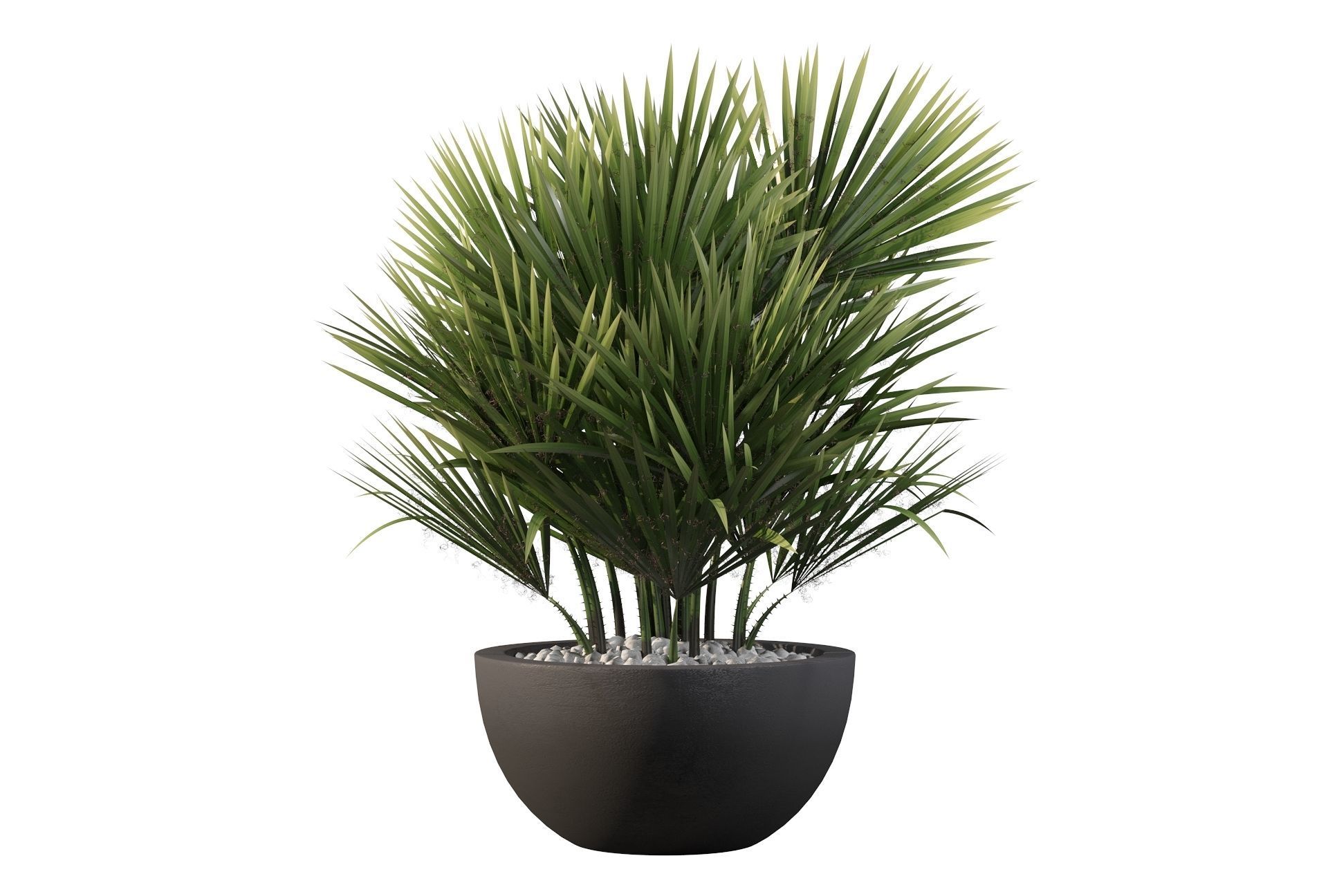 Chamaerops palm 3D model_44