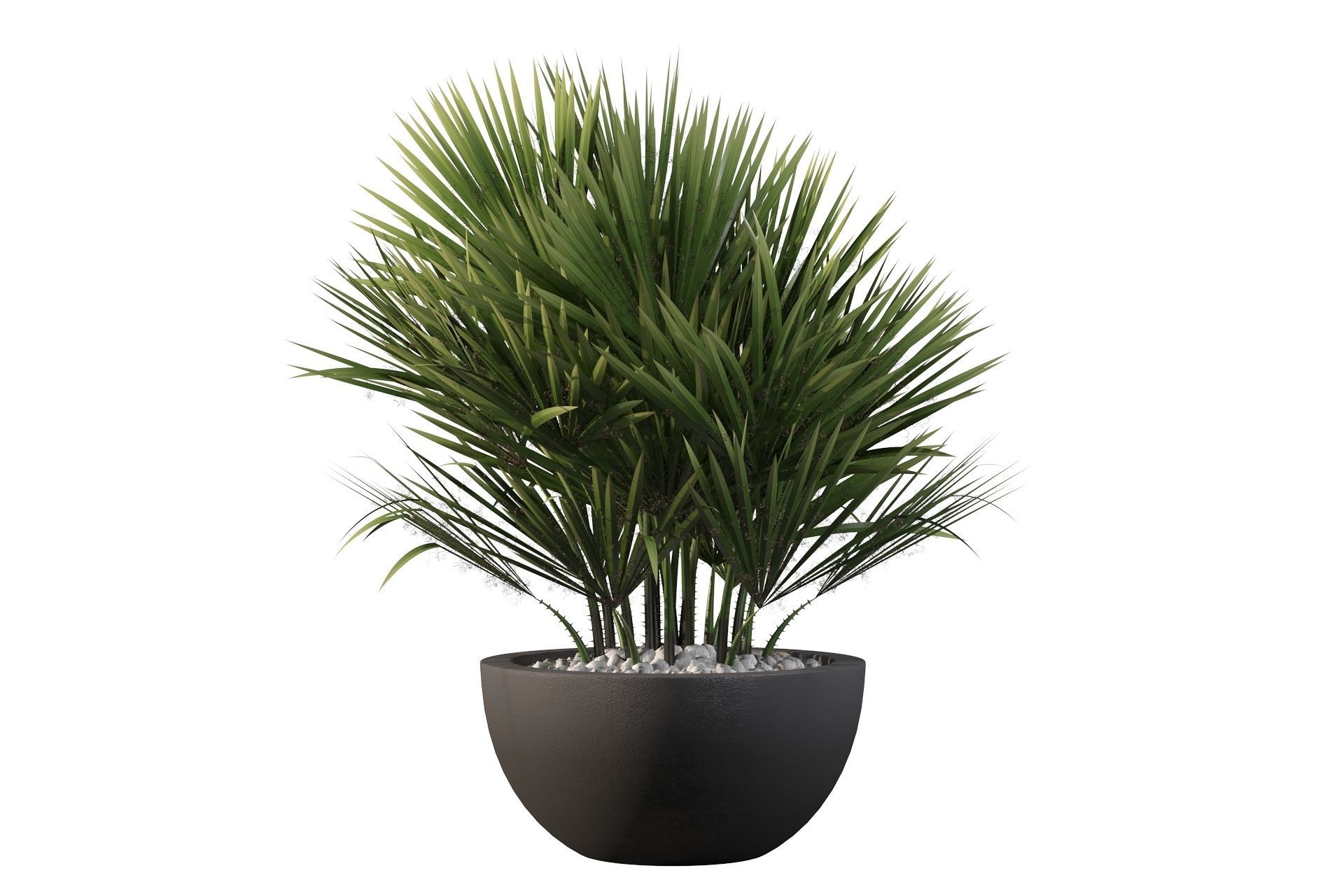 Chamaerops palm 3D model_16