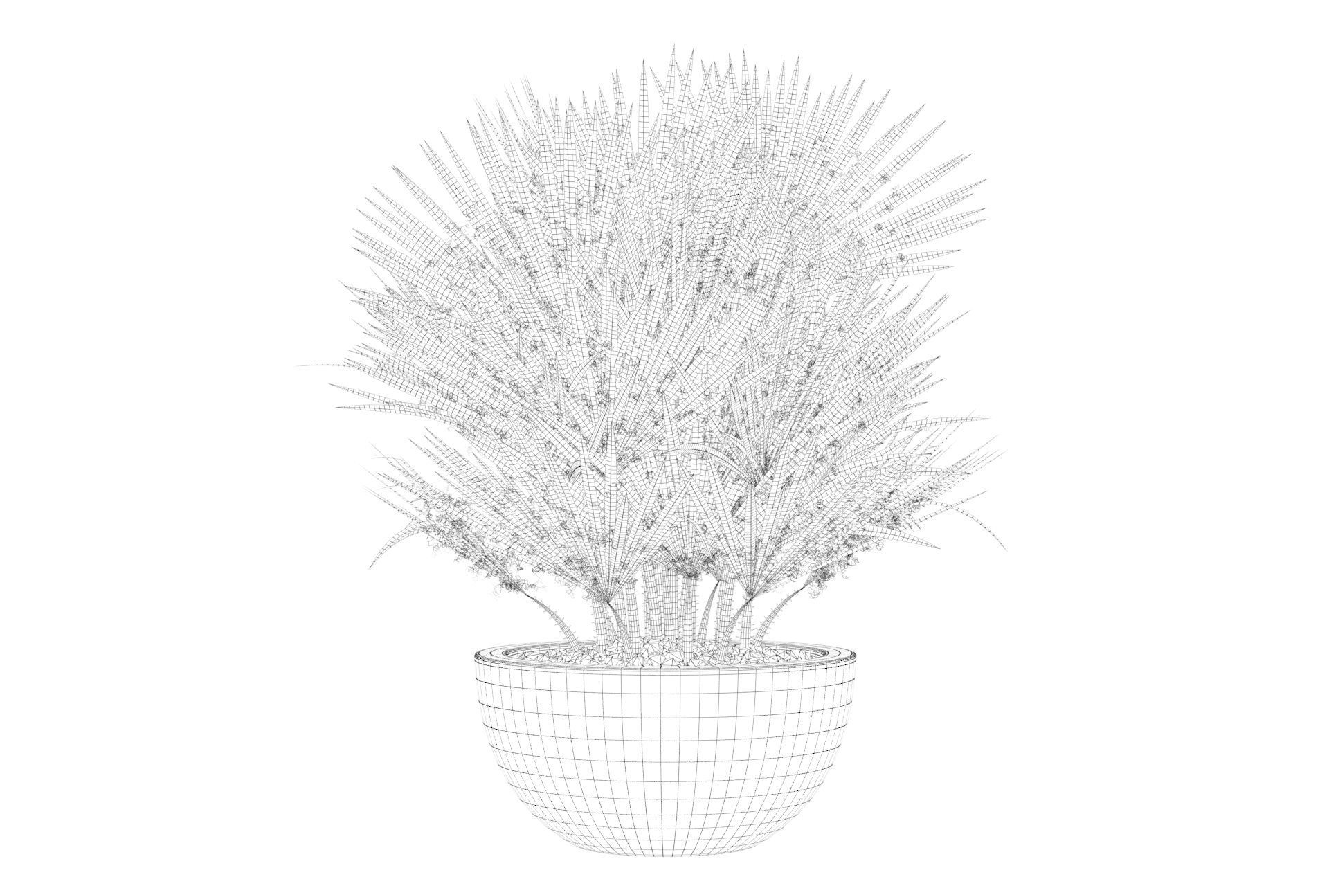 Chamaerops palm 3D model_28