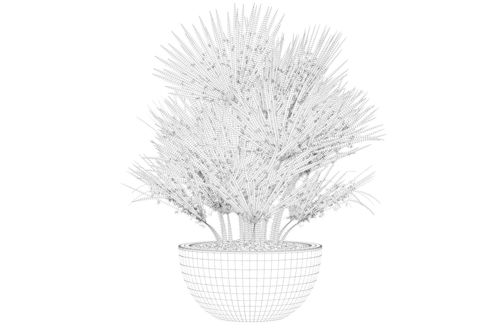 Chamaerops palm 3D model_24