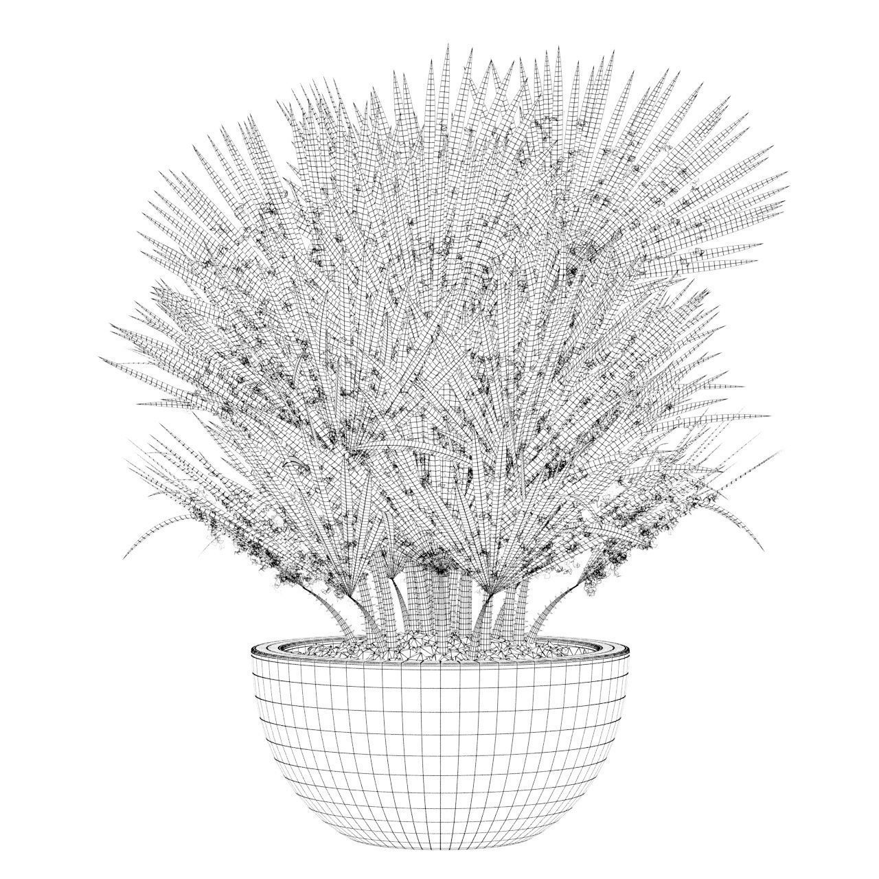 Chamaerops palm 3D model_36