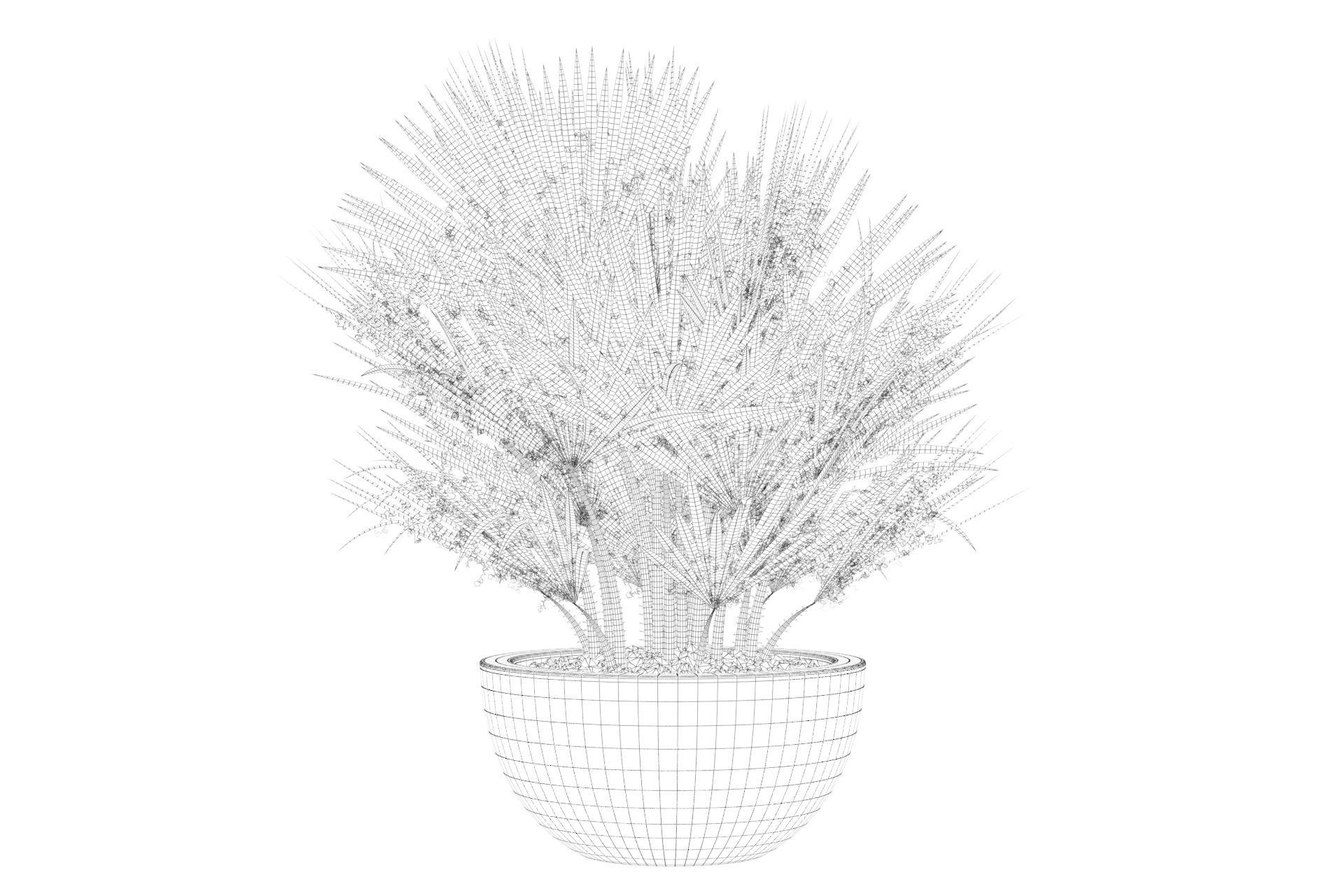 Chamaerops palm 3D model_43