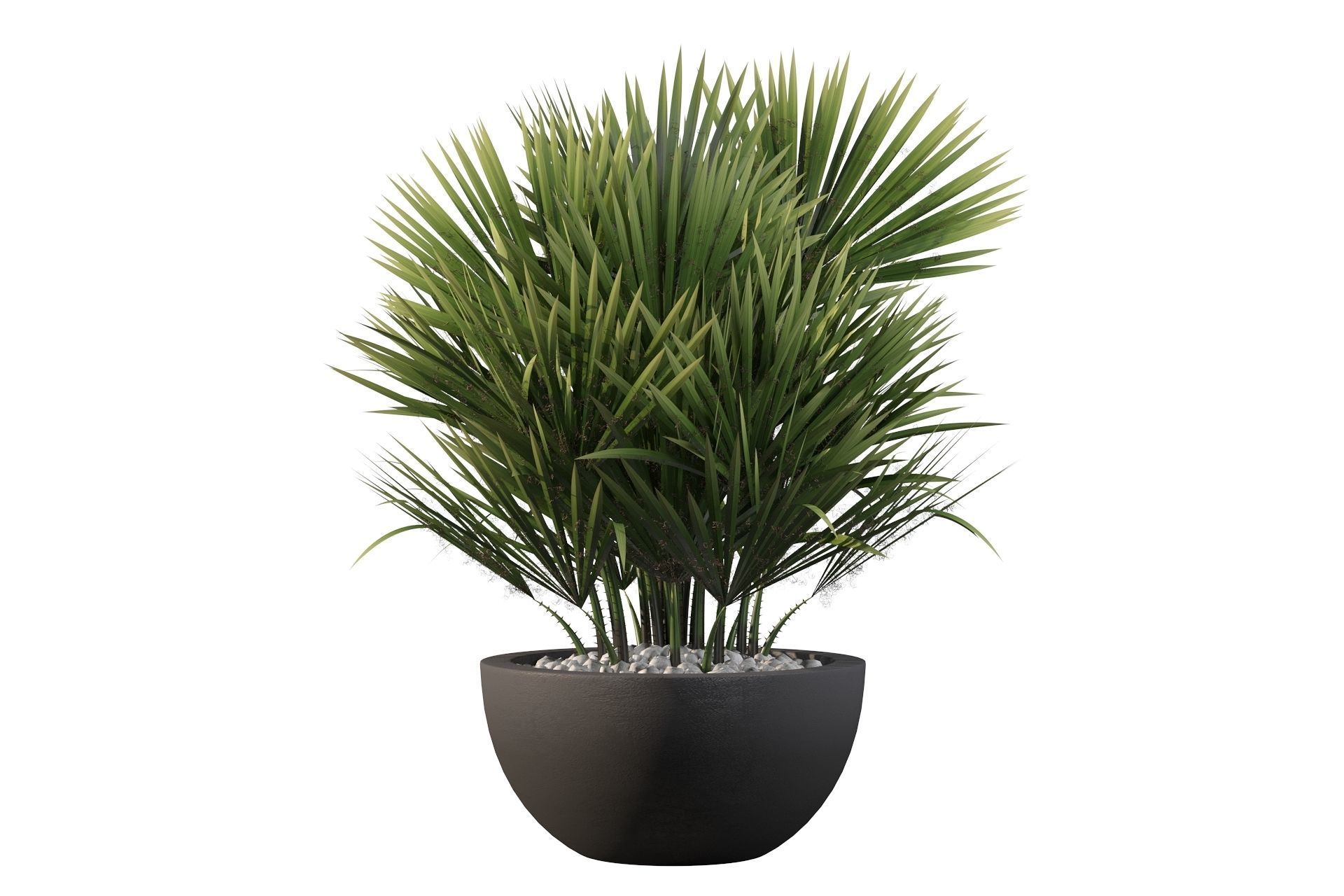 Chamaerops palm 3D model_35