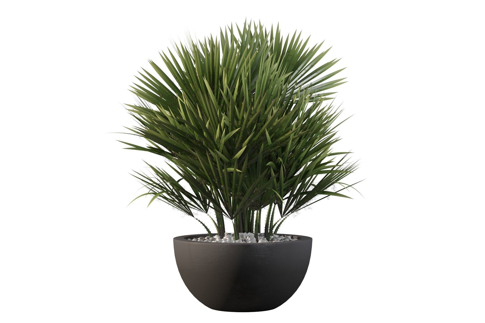 Chamaerops palm 3D model_18