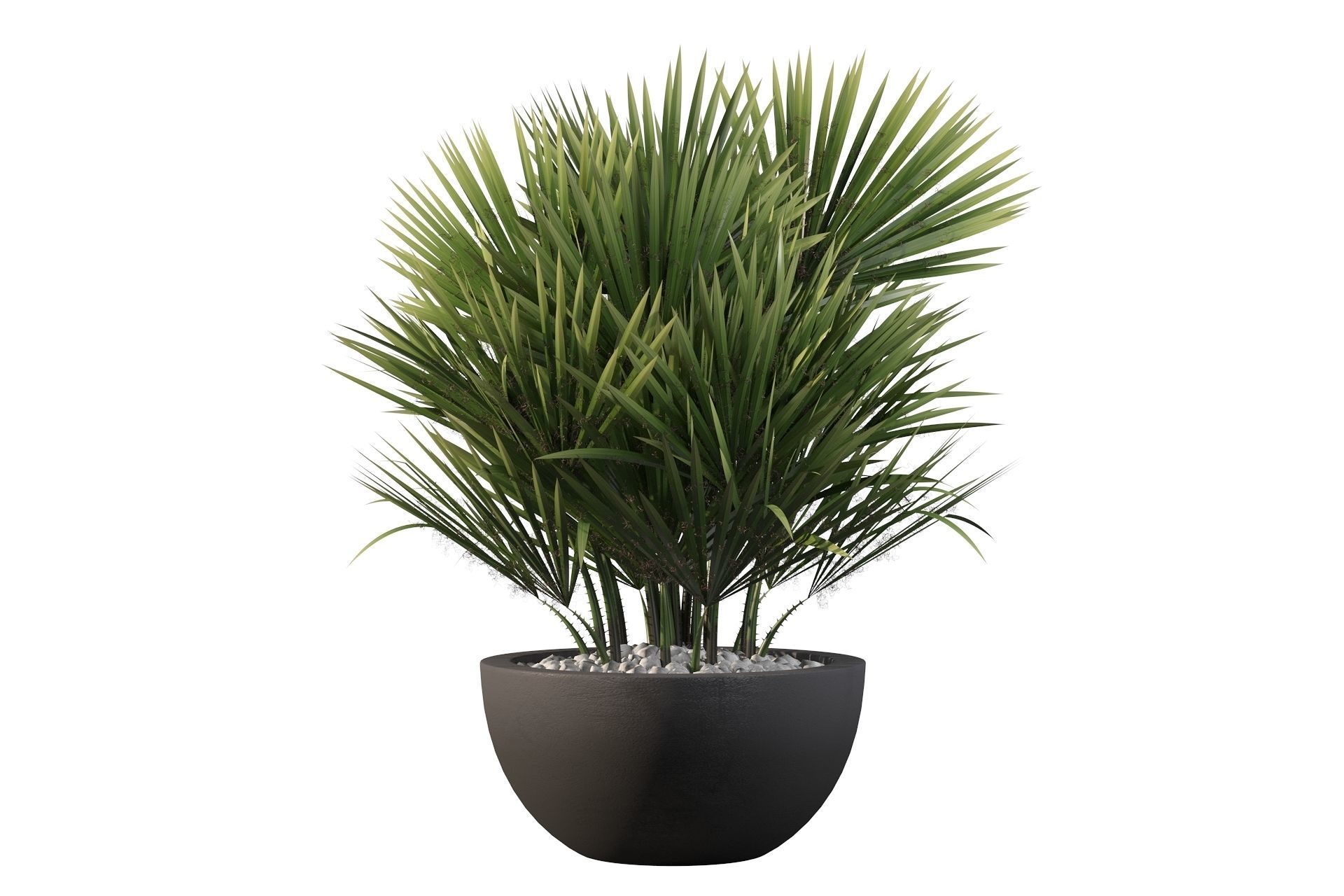 Chamaerops palm 3D model_39