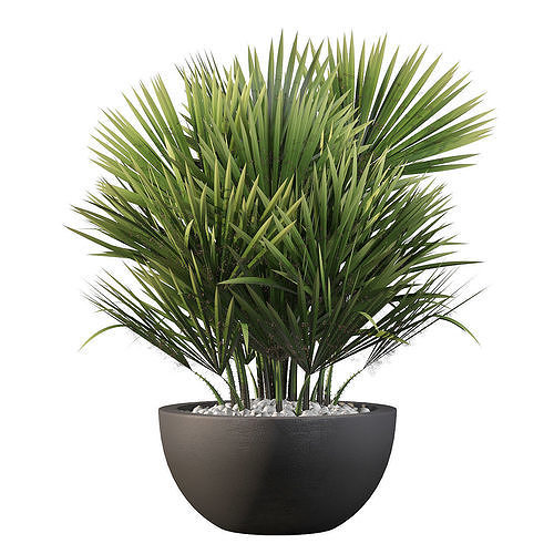 Chamaerops palm 3D model