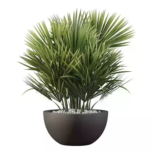 Chamaerops palm 3D model