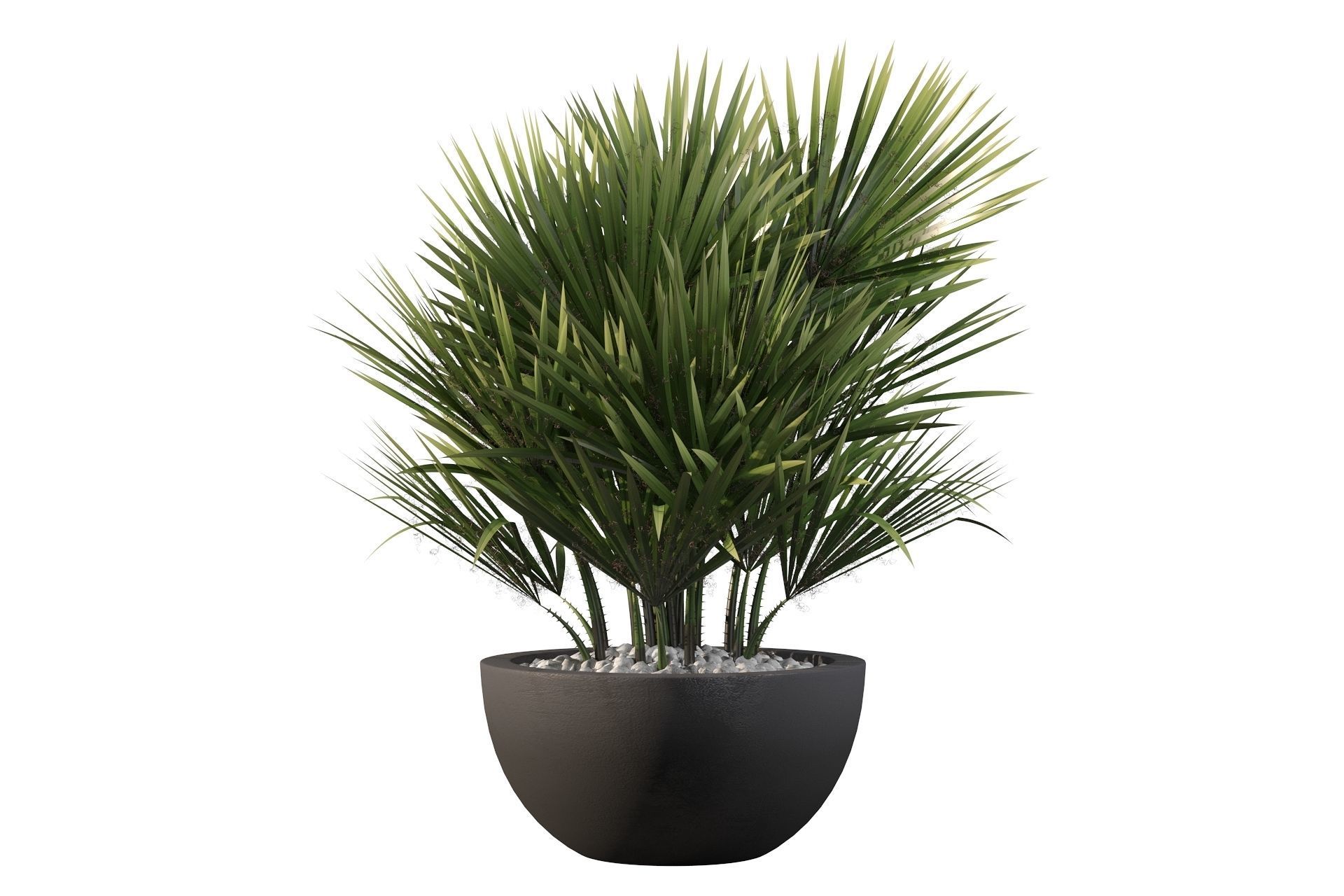 Chamaerops palm 3D model_4