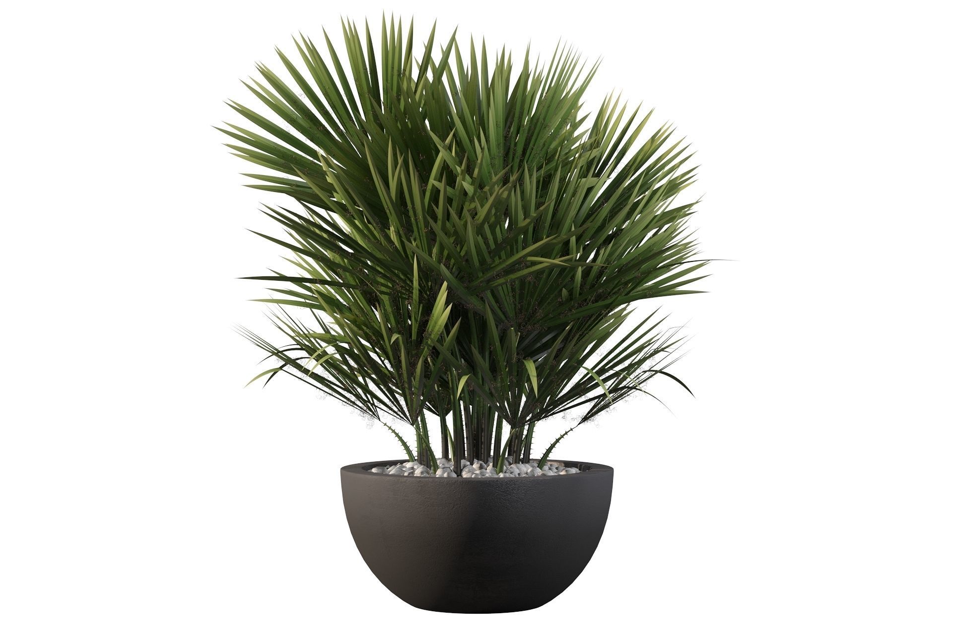 Chamaerops palm 3D model_46