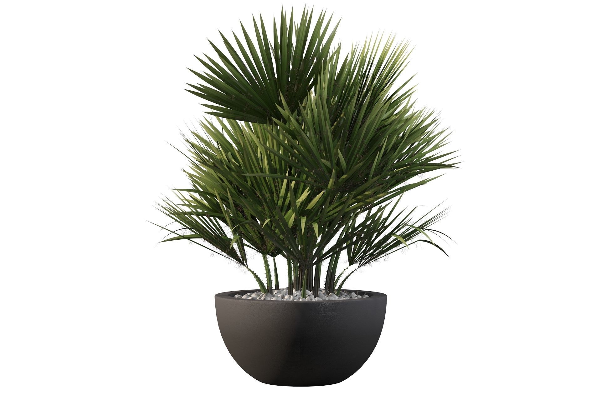 Chamaerops palm 3D model_42