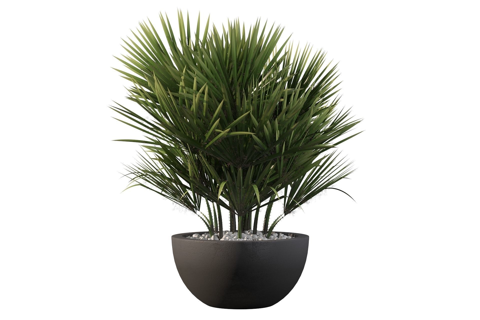 Chamaerops palm 3D model_41