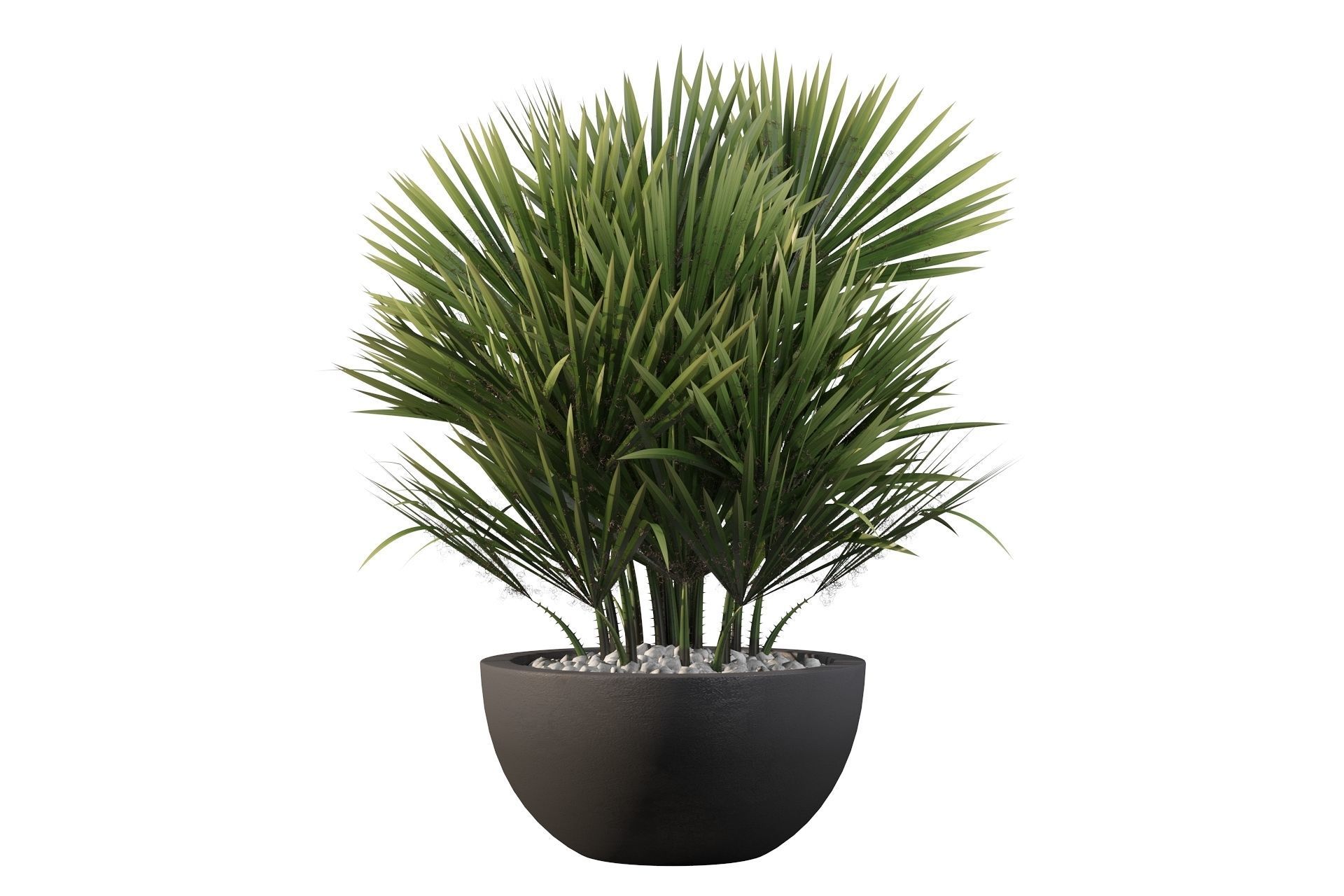 Chamaerops palm 3D model_19