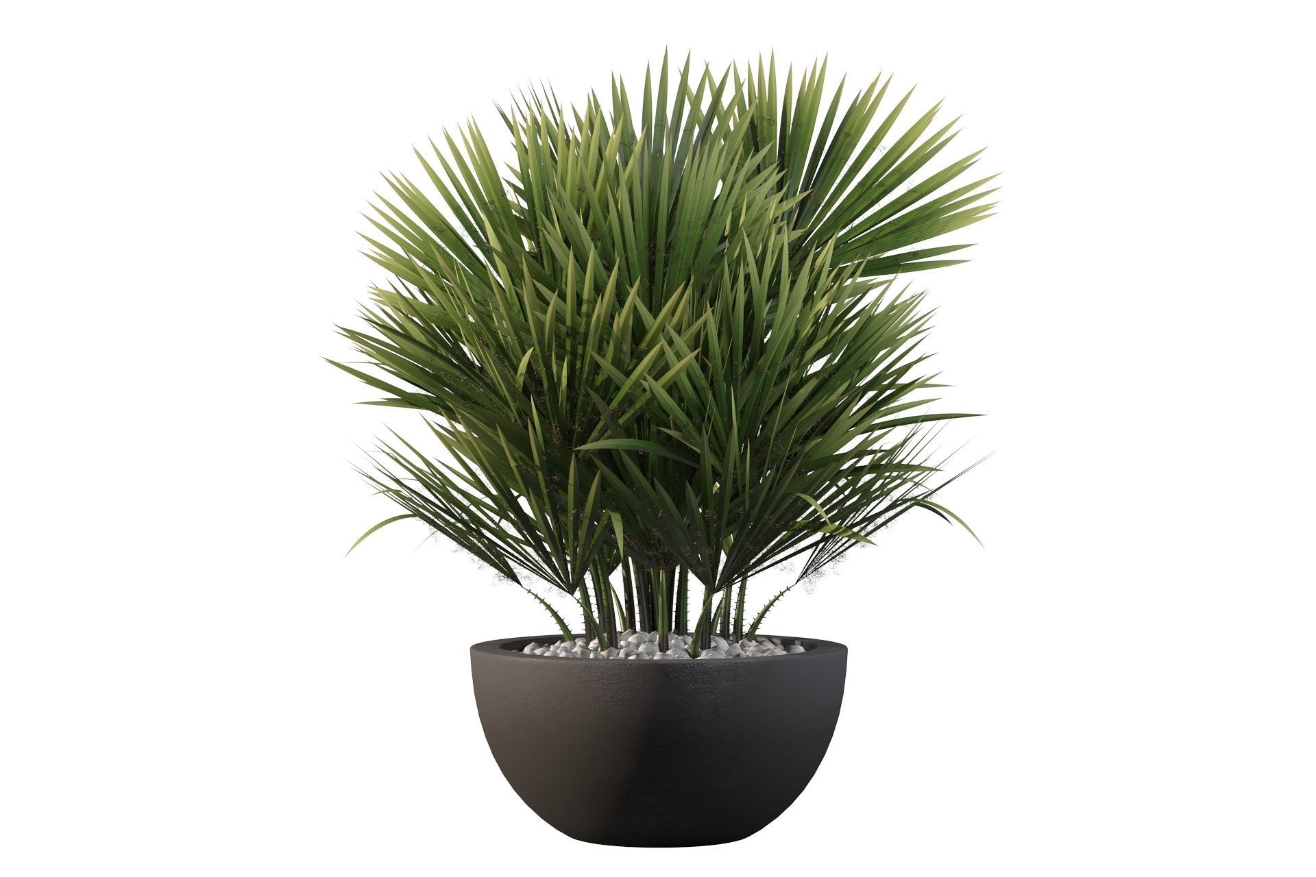 Chamaerops palm 3D model_37