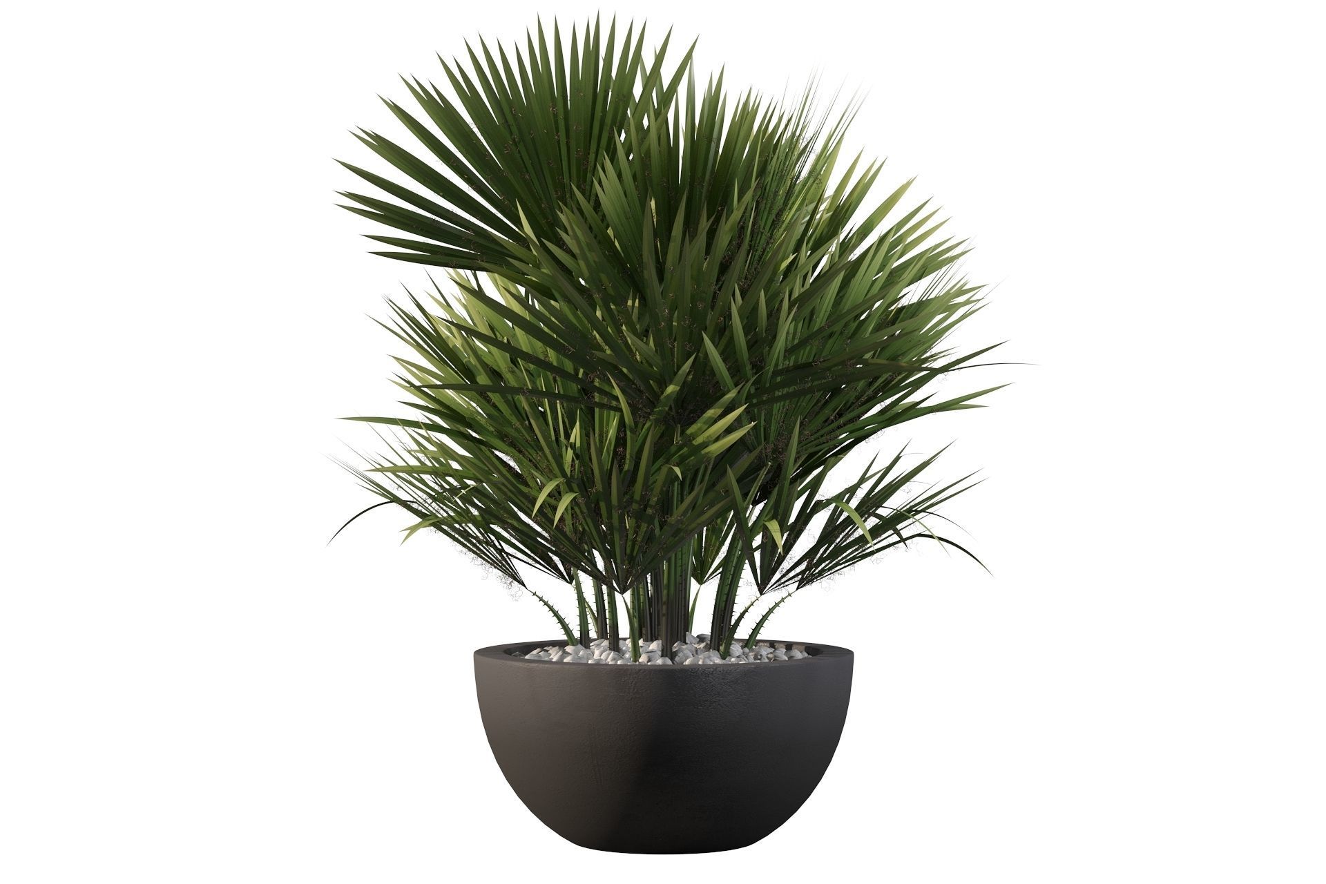Chamaerops palm 3D model_32