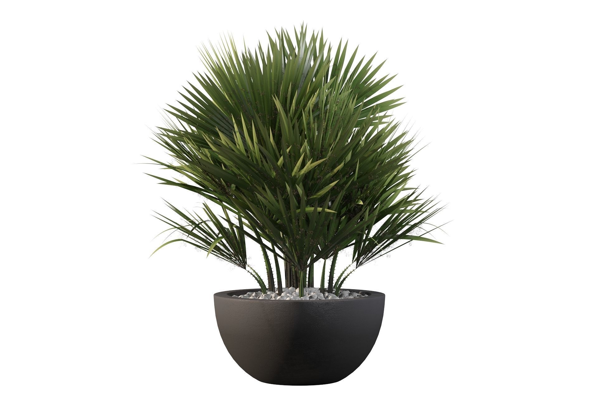 Chamaerops palm 3D model_20