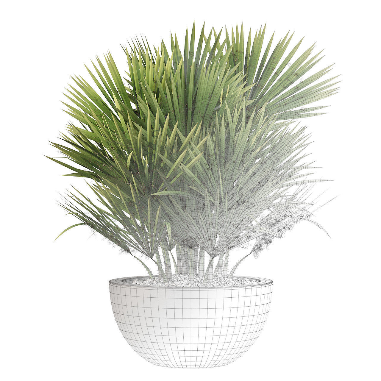 Chamaerops palm 3D model_1