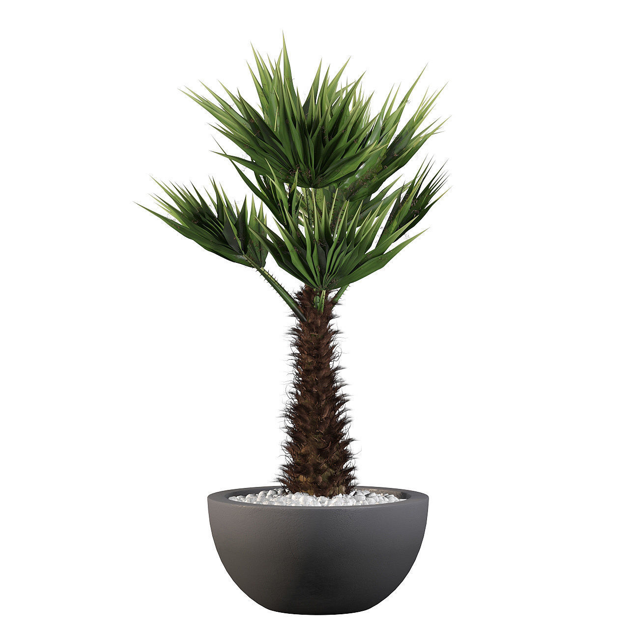 Chamaerops palm 3D model_6