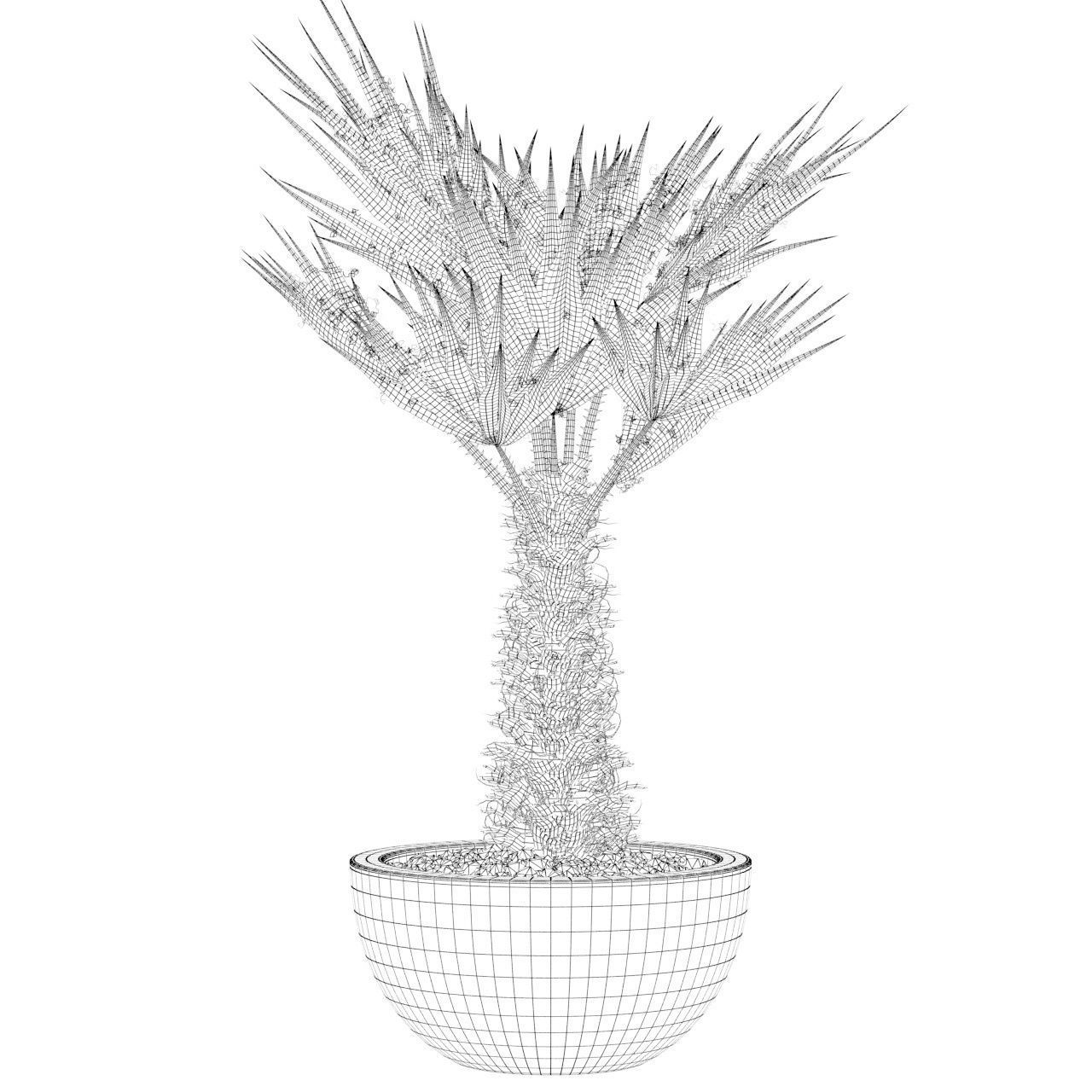 Chamaerops palm 3D model_7