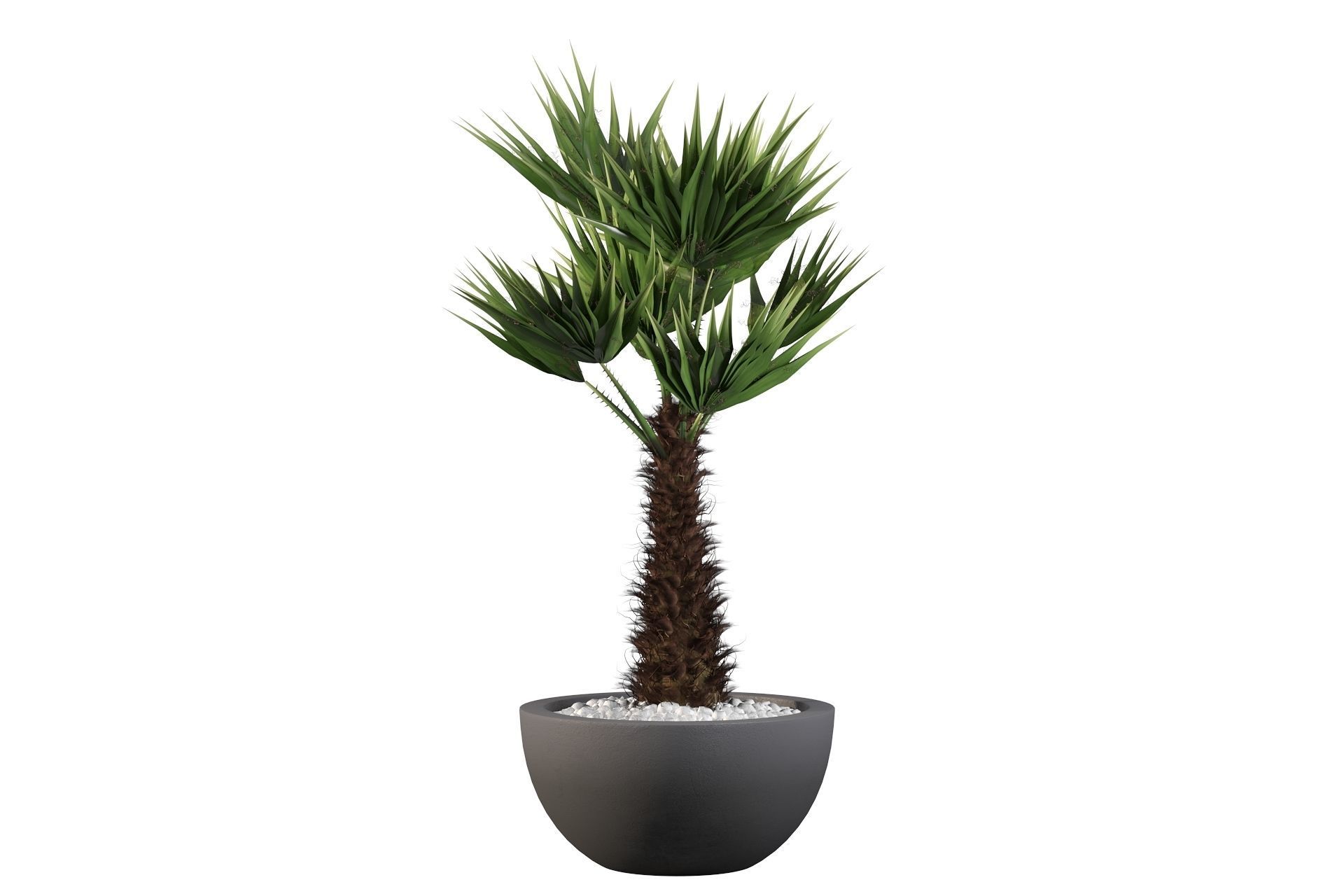 Chamaerops palm 3D model_24