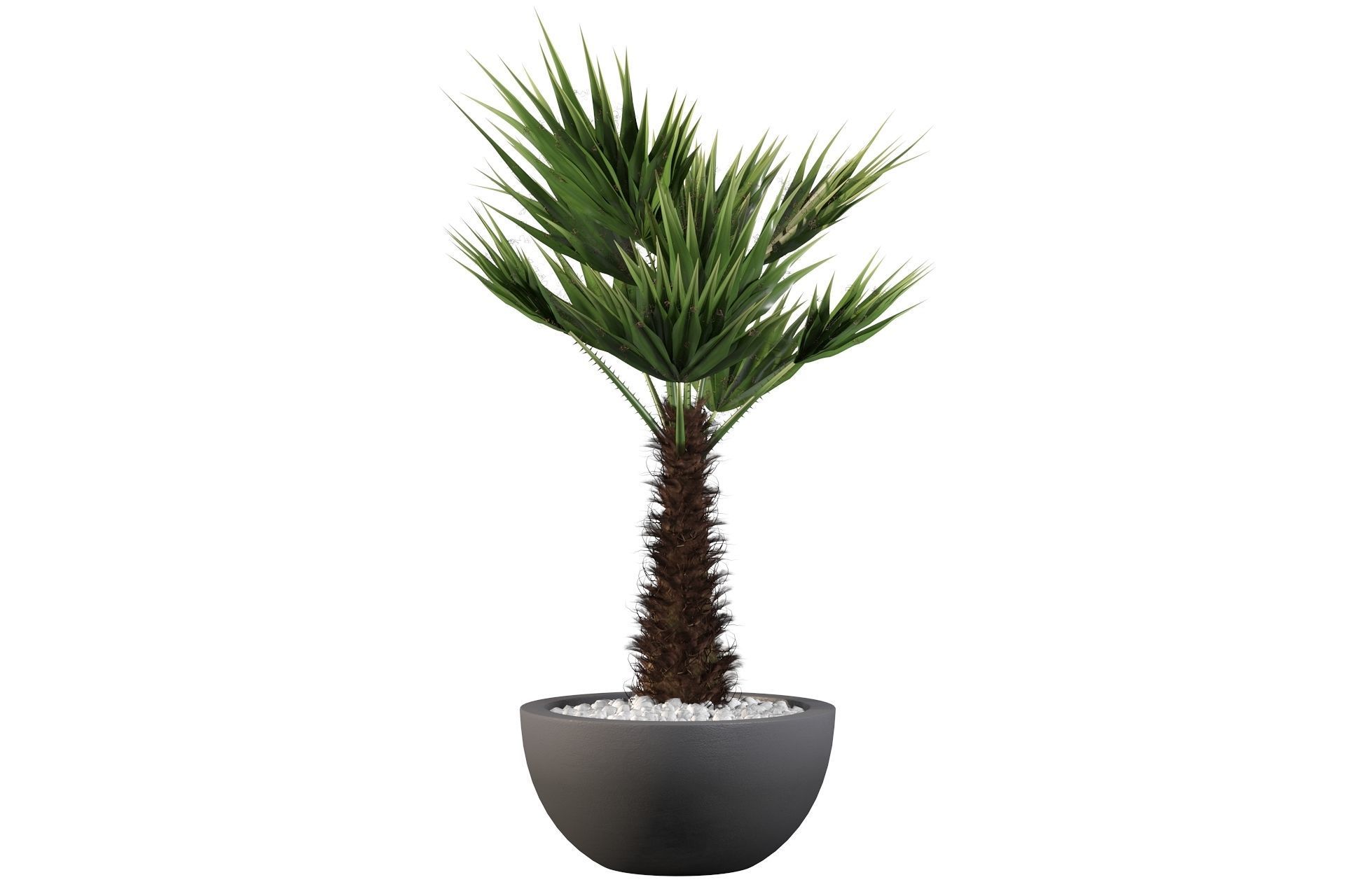 Chamaerops palm 3D model_2