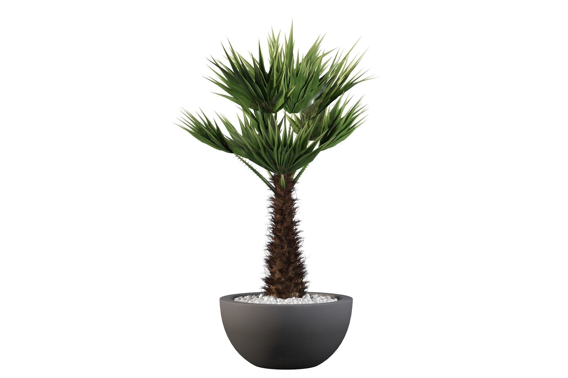 Chamaerops palm 3D model_54