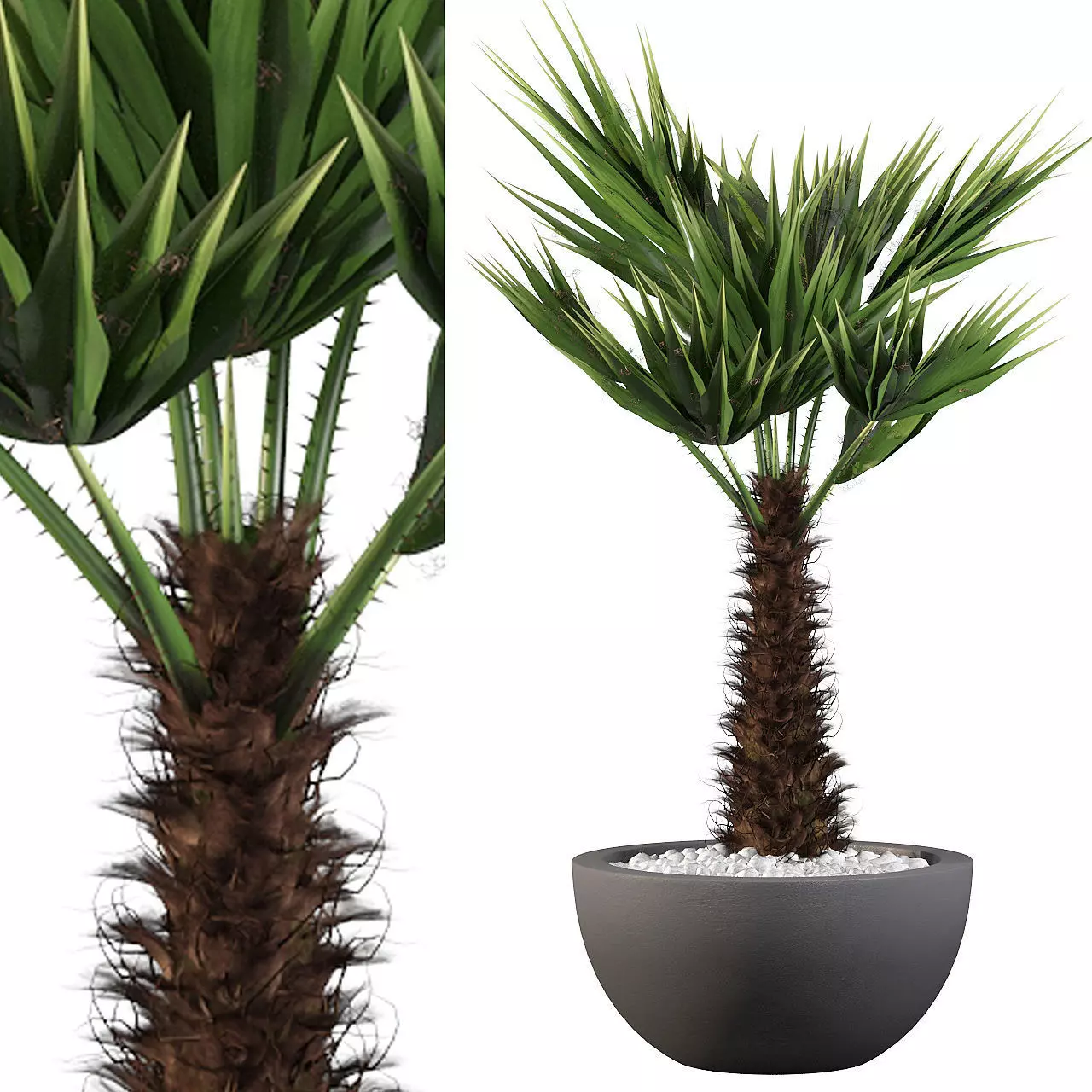 Chamaerops palm 3D model_0
