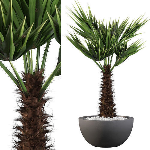 Chamaerops palm 3D model