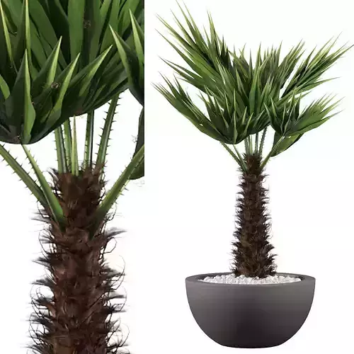 Chamaerops palm 3D model