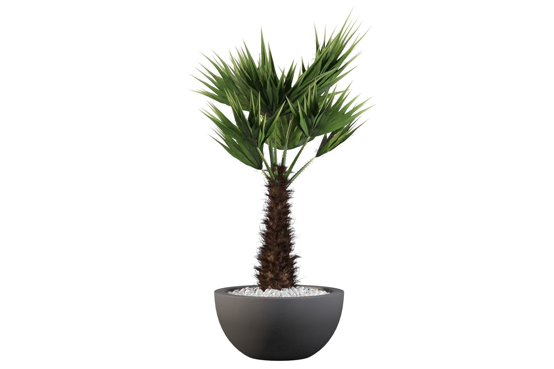 Chamaerops palm 3D model_48