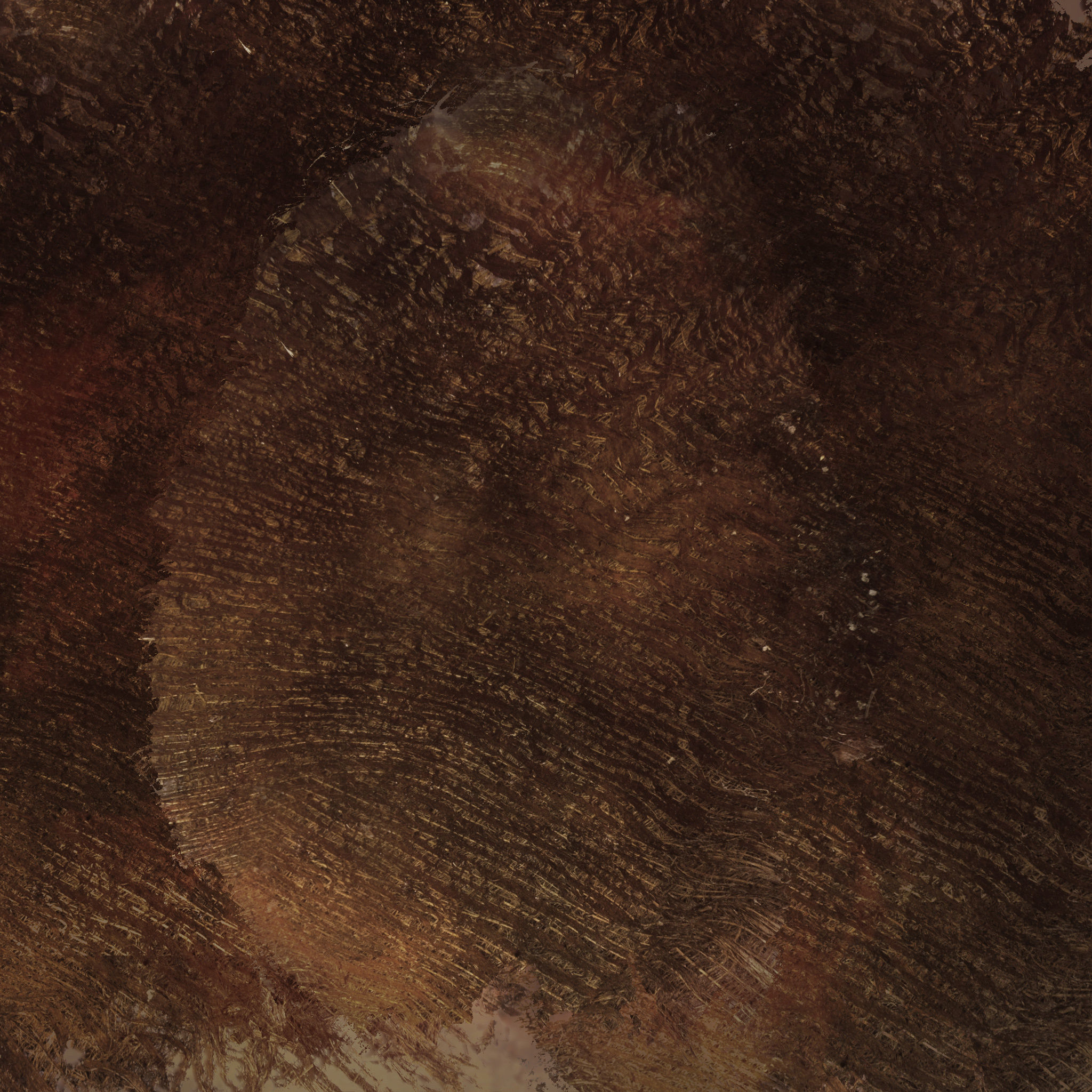 Chamaerops palm 3D model_15