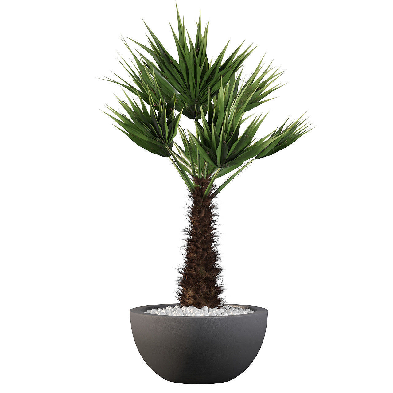 Chamaerops palm 3D model_4