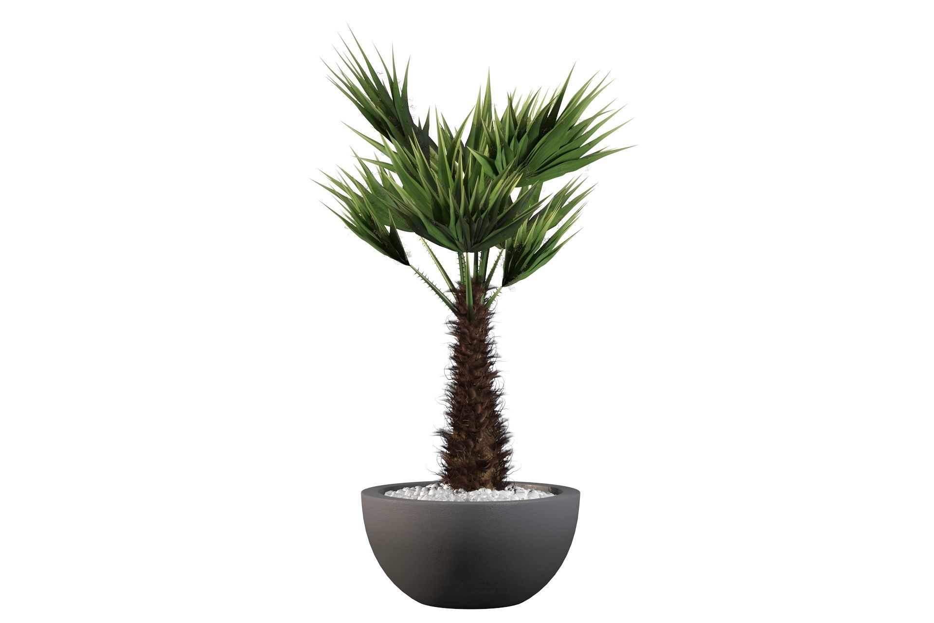 Chamaerops palm 3D model_45