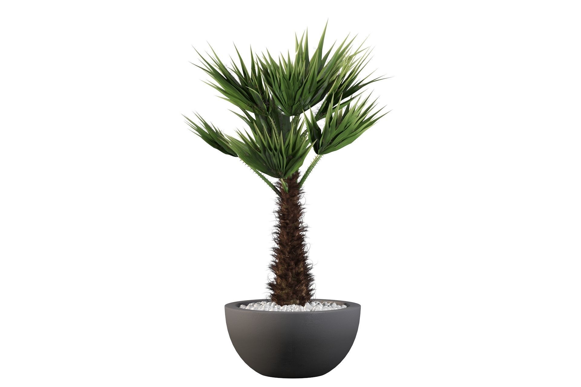 Chamaerops palm 3D model_28