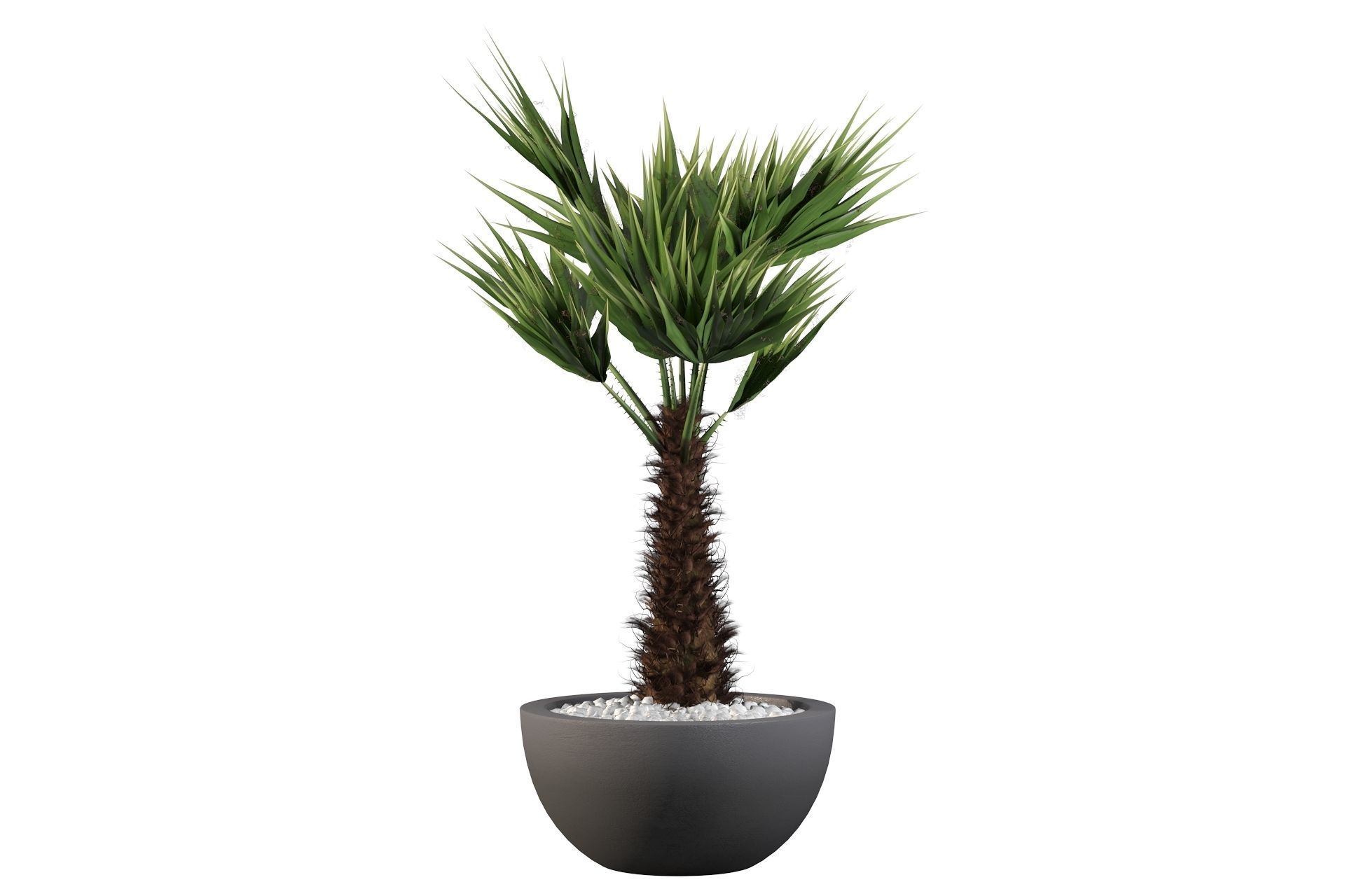 Chamaerops palm 3D model_3