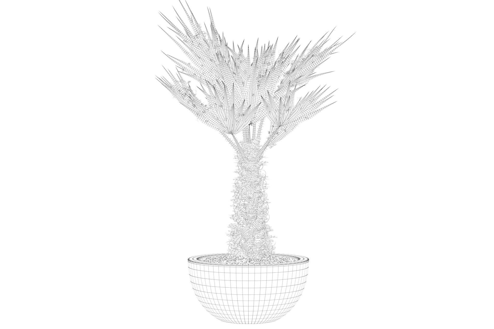 Chamaerops palm 3D model_20