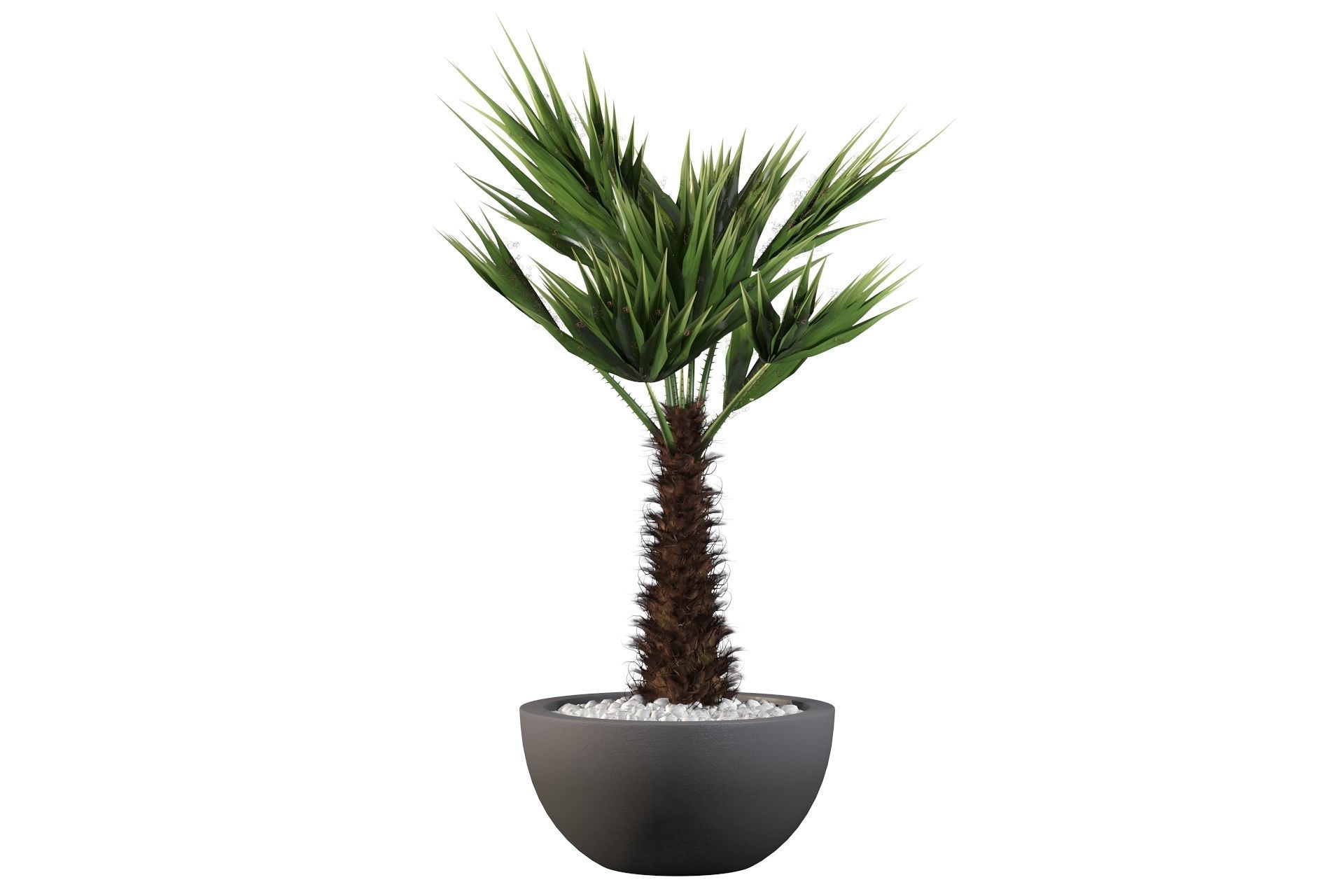 Chamaerops palm 3D model_50