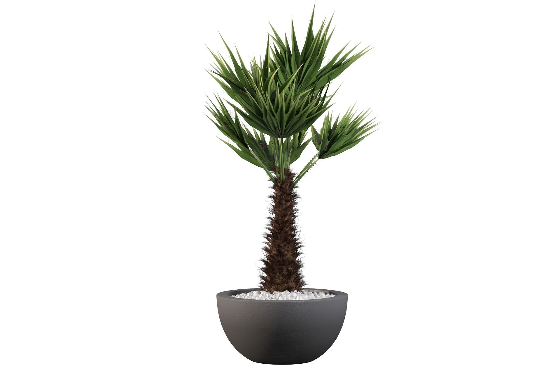 Chamaerops palm 3D model_33