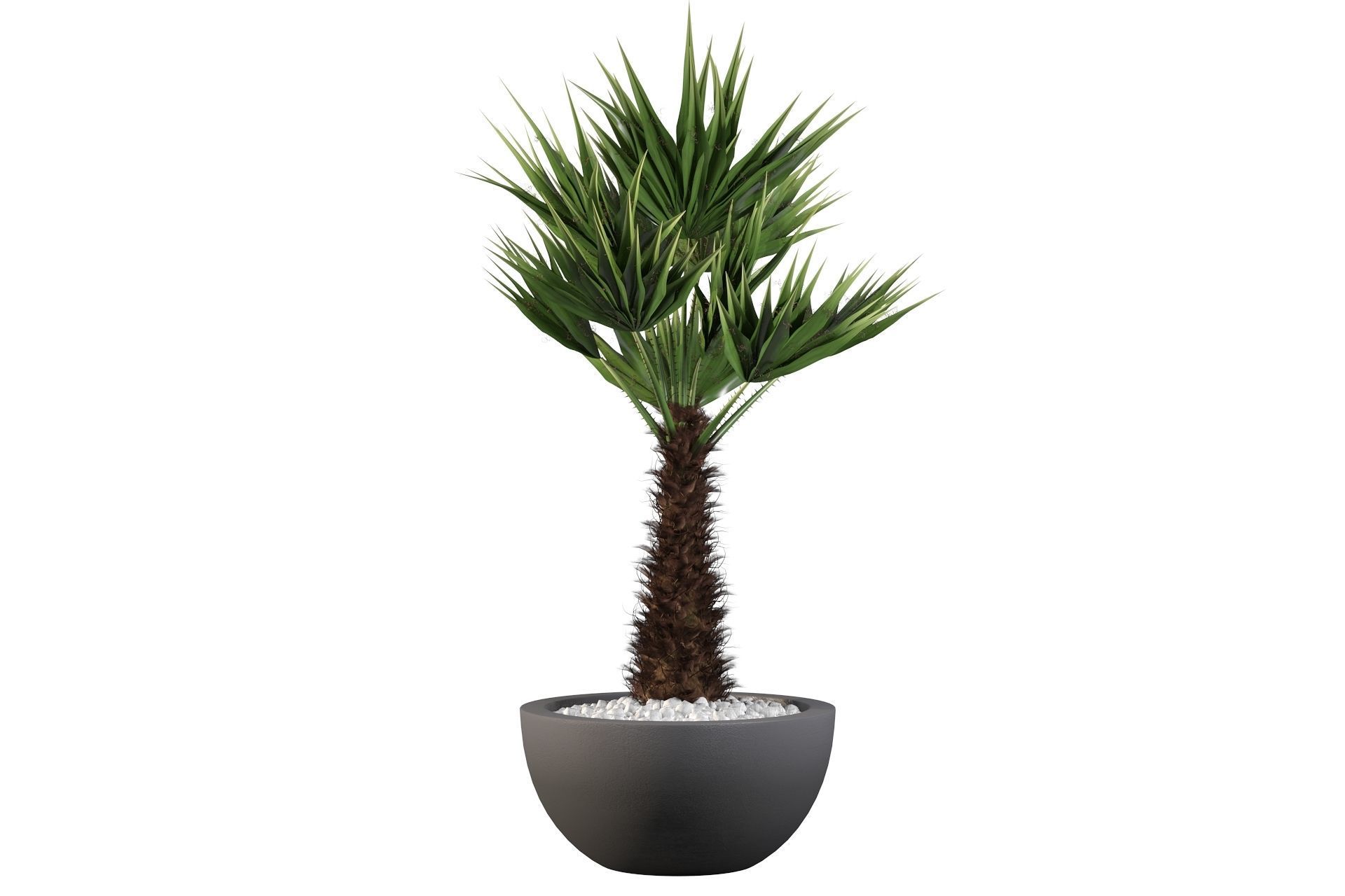 Chamaerops palm 3D model_31