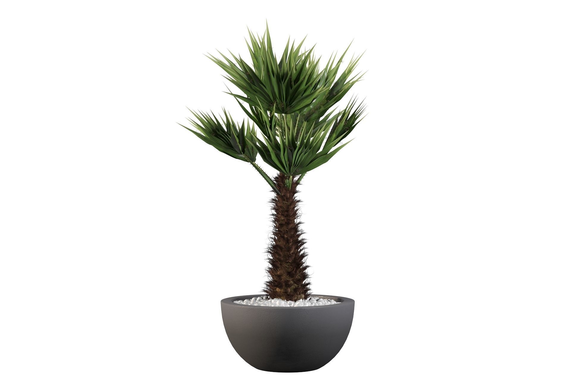 Chamaerops palm 3D model_42