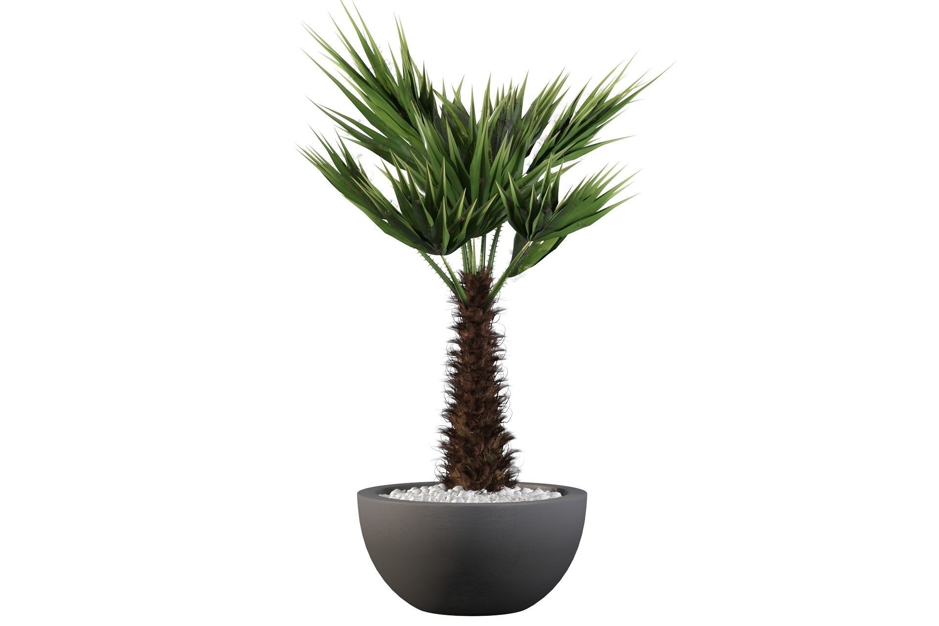 Chamaerops palm 3D model_55